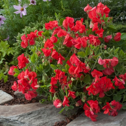 Picture of Sweet Pea - Villa Roma Scarlet